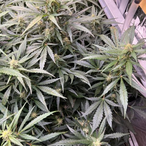 Maui waui 2 growlog timeline photo
