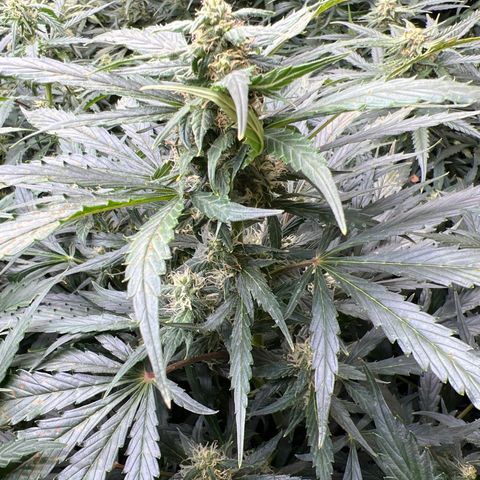 Maui waui 2 growlog timeline photo