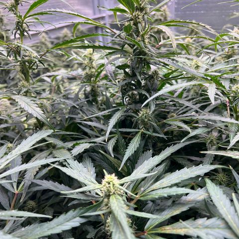 Original Auto Jack Herer growlog timeline photo