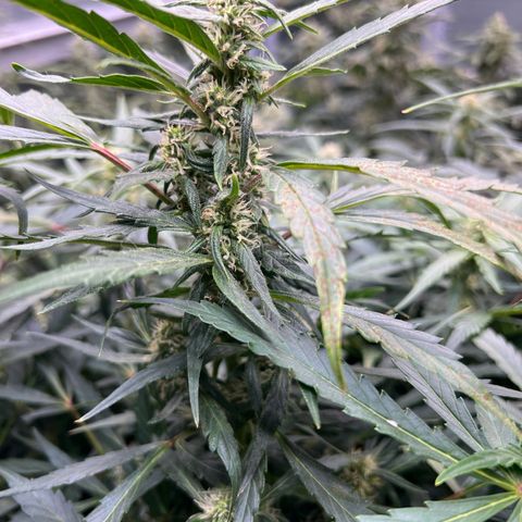 Original Auto Jack Herer growlog timeline photo