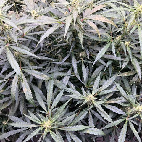 Original Auto Jack Herer growlog timeline photo