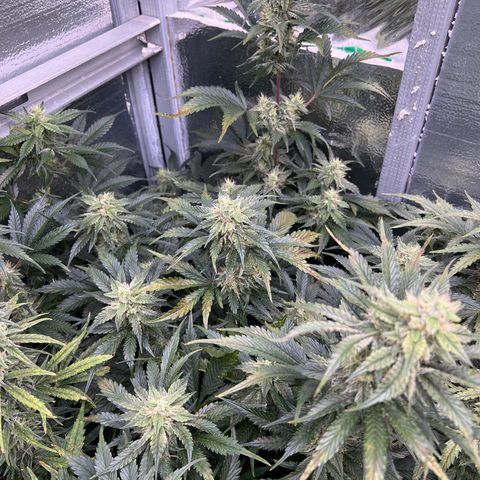 Arctic Sunset growlog timeline photo