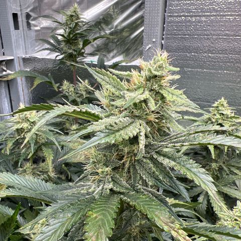 Arctic Sunset growlog timeline photo