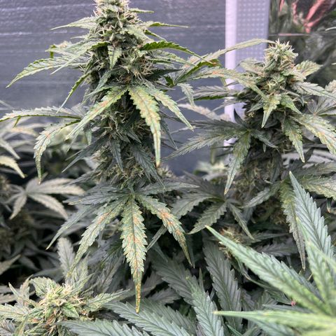 Mimosa Cake Auto growlog timeline photo