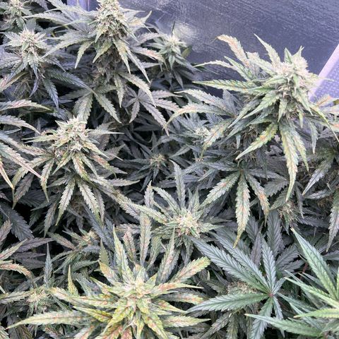 Mimosa Cake Auto growlog timeline photo
