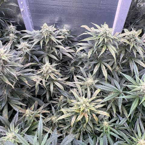 Mimosa Cake Auto growlog timeline photo