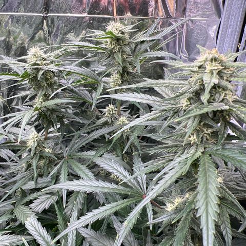 Wedding Glue Auto growlog timeline photo