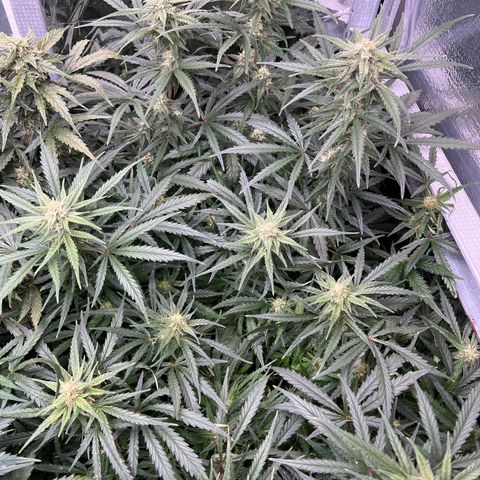 Wedding Glue Auto growlog timeline photo