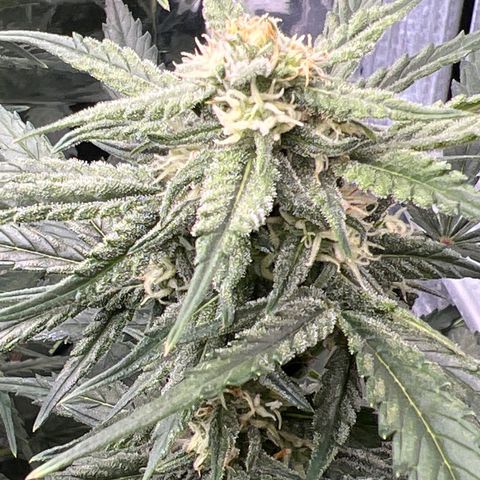 Wedding Glue Auto growlog timeline photo