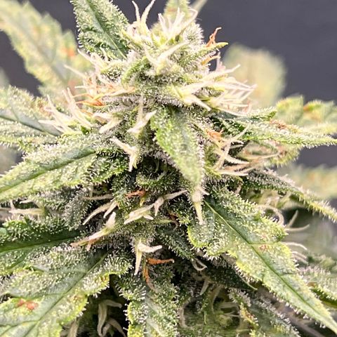 Mimosa Cake Auto growlog timeline photo