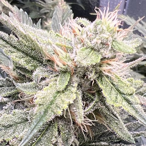 Arctic Sunset growlog timeline photo