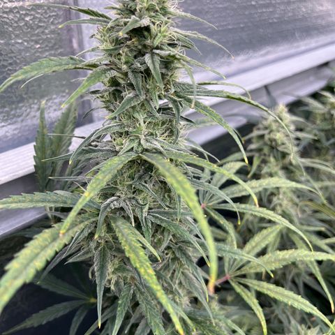 Blueberry Kush Automatic growlog timeline photo