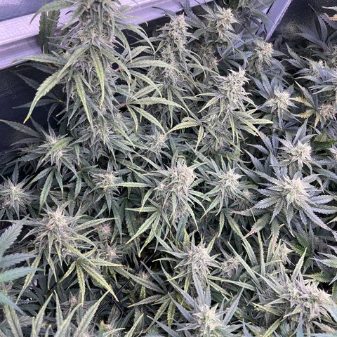 Blueberry Kush Automatic growlog timeline photo