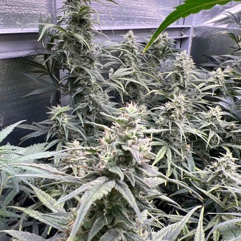 Blueberry Kush Automatic growlog timeline photo