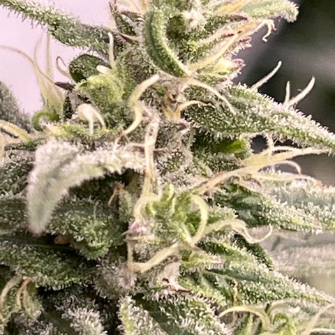 Blueberry Kush Automatic growlog timeline photo