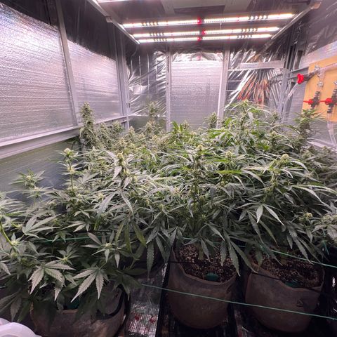 The volunteer (Maui Waui) growlog timeline photo