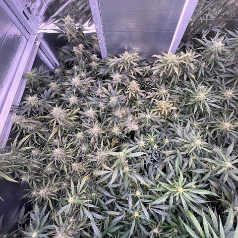 The volunteer (Maui Waui) growlog timeline photo
