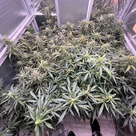 The volunteer (Maui Waui) growlog timeline photo