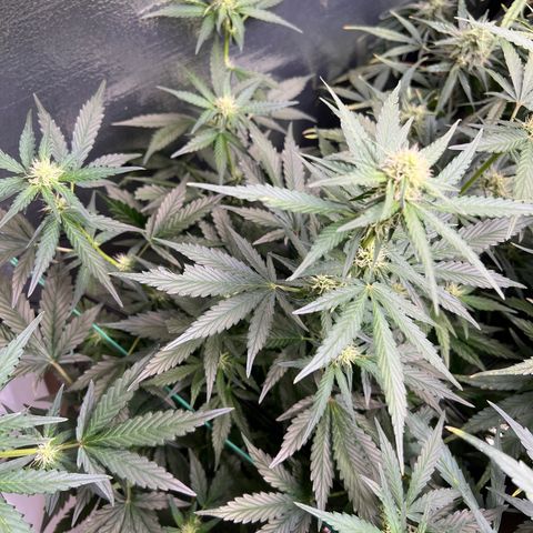 The volunteer (Maui Waui) growlog timeline photo