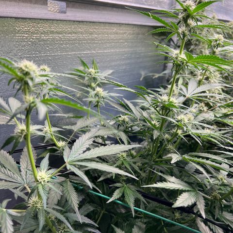The volunteer (Maui Waui) growlog timeline photo