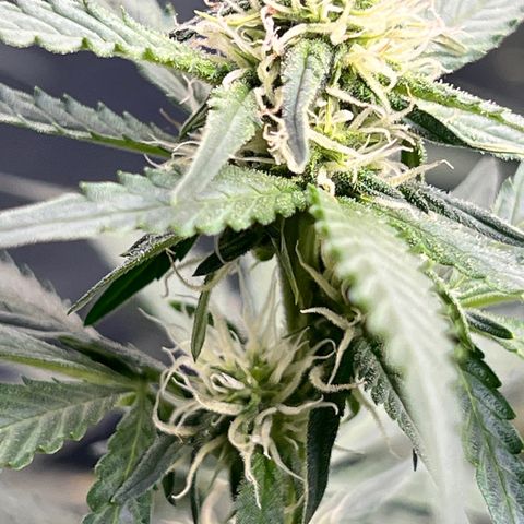 The volunteer (Maui Waui) growlog timeline photo