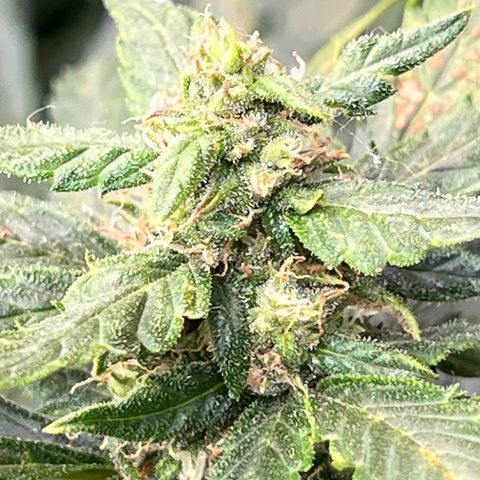 Maui waui 2 growlog timeline photo