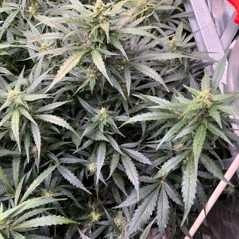Maui waui 2 growlog timeline photo