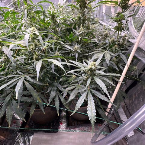 Maui waui 2 growlog timeline photo
