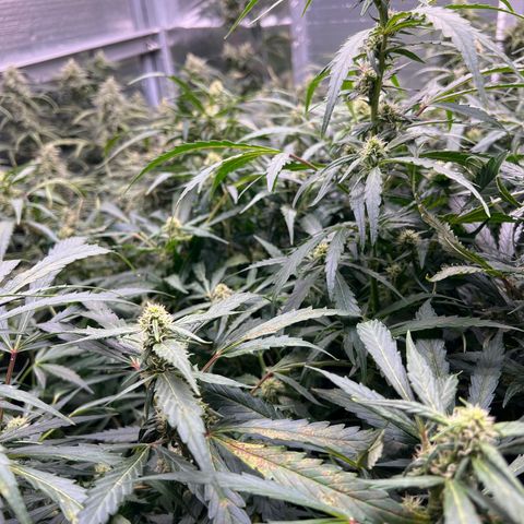 Original Auto Jack Herer growlog timeline photo