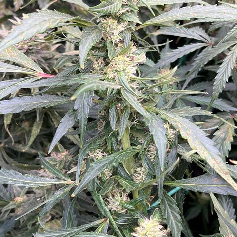 Original Auto Jack Herer growlog timeline photo