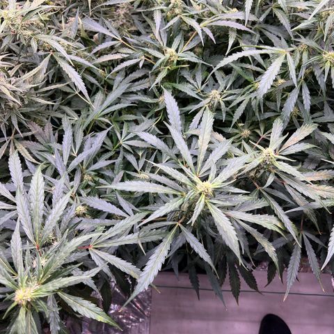 Original Auto Jack Herer growlog timeline photo