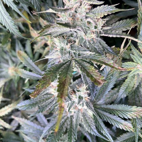 Arctic Sunset growlog timeline photo