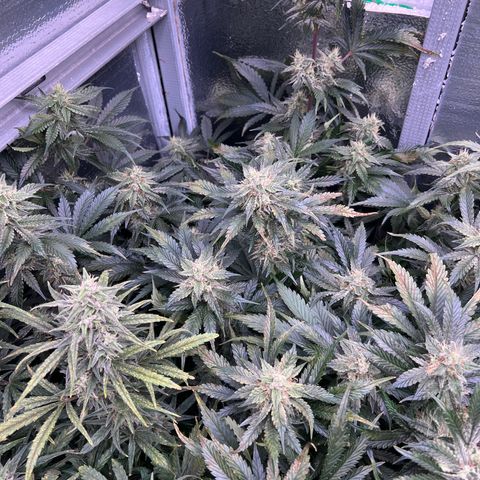 Arctic Sunset growlog timeline photo