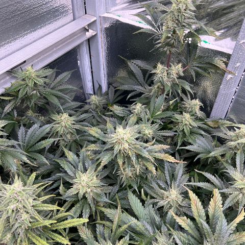 Arctic Sunset growlog timeline photo