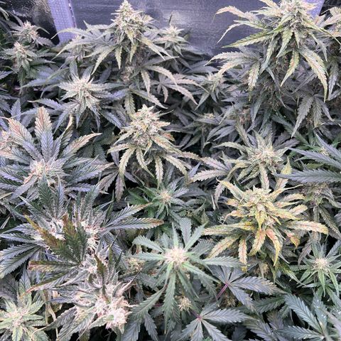 Mimosa Cake Auto growlog timeline photo