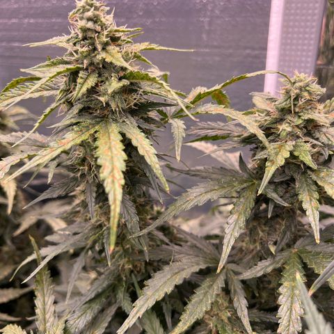 Mimosa Cake Auto growlog timeline photo