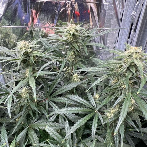 Wedding Glue Auto growlog timeline photo