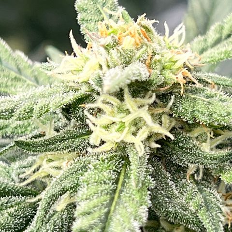 Wedding Glue Auto growlog timeline photo