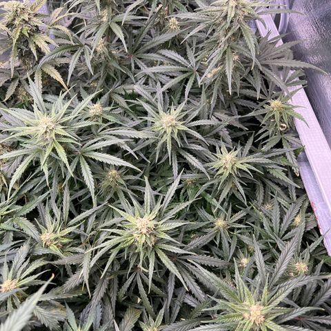 Wedding Glue Auto growlog timeline photo