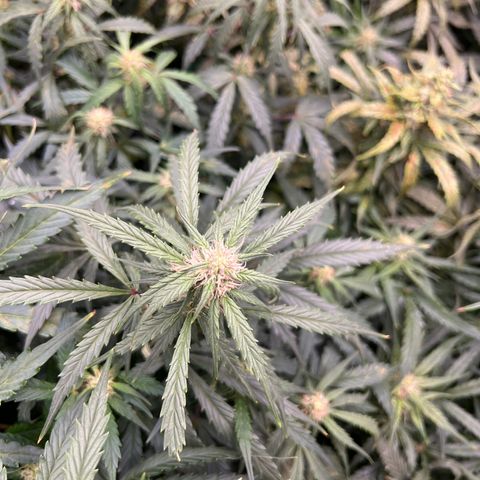 Hawaii Maui Waui Automatic growlog timeline photo