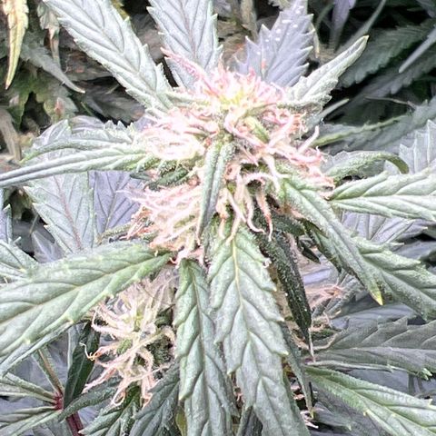 Hawaii Maui Waui Automatic growlog timeline photo