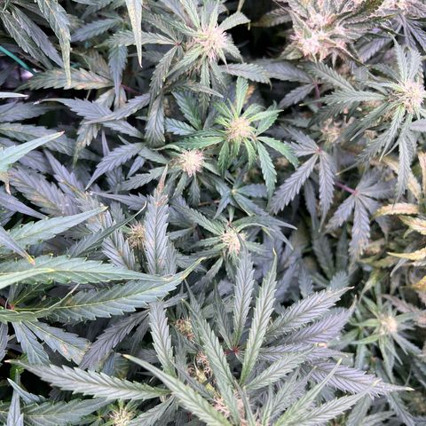 Hawaii Maui Waui Automatic growlog timeline photo