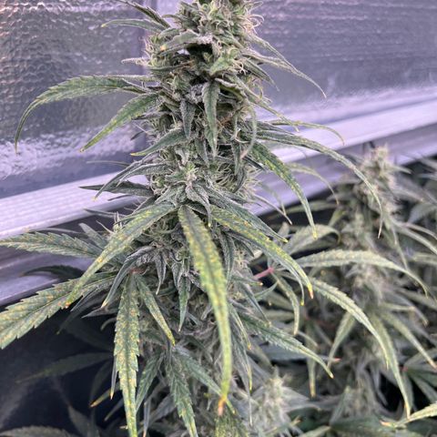 Blueberry Kush Automatic growlog timeline photo