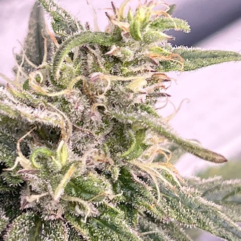 Blueberry Kush Automatic growlog timeline photo