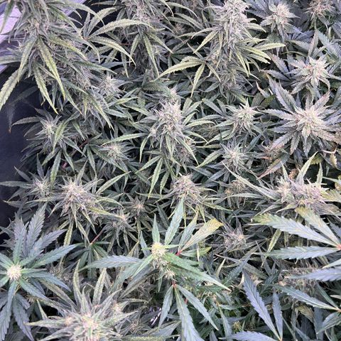 Blueberry Kush Automatic growlog timeline photo