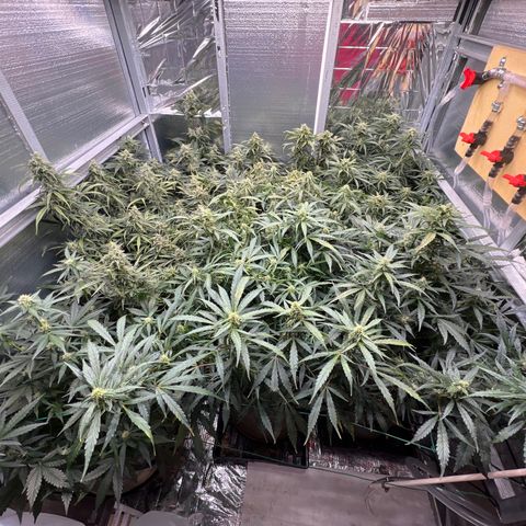 The volunteer (Maui Waui) growlog timeline photo