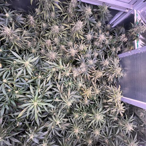 The volunteer (Maui Waui) growlog timeline photo