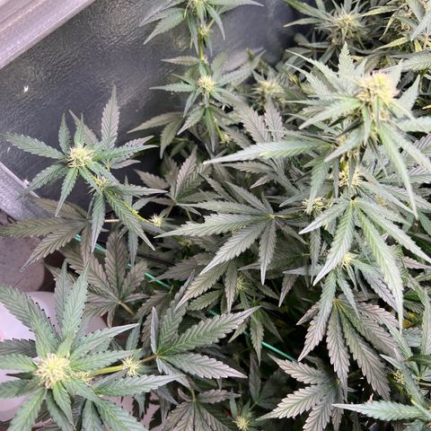 The volunteer (Maui Waui) growlog timeline photo