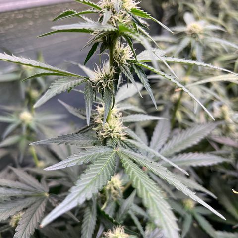 The volunteer (Maui Waui) growlog timeline photo