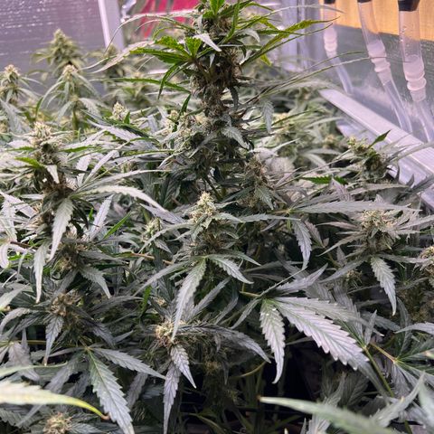 Maui waui 2 growlog timeline photo